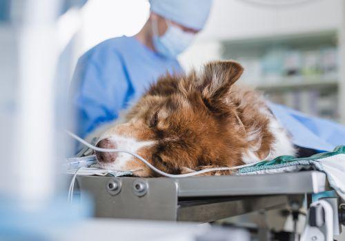 Midway Animal Hospital Surgical Services Winston-Salem North Caroline