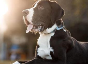 Gastric Bloat And GDV In Dogs